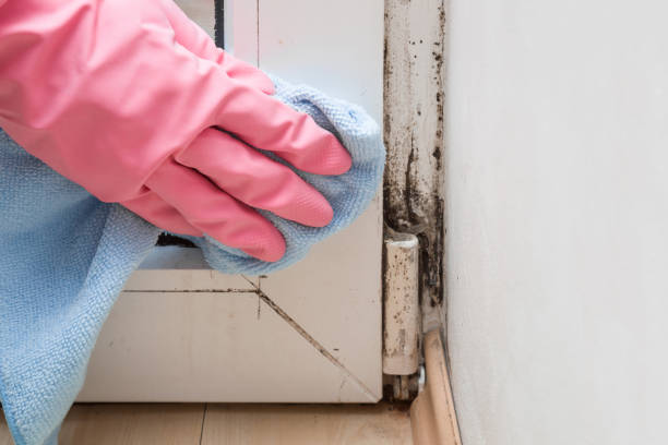 Best Basement Mold Removal  in Bishop, TX